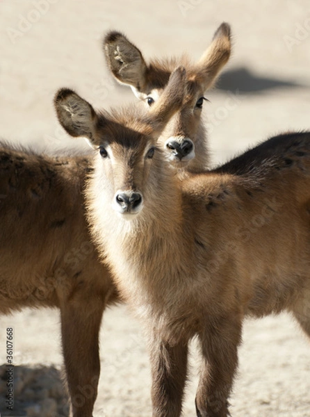 Fototapeta Two young Red Lechwe looing at the camera