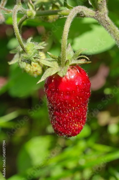 Fototapeta Hybrid of a strawberry and wild strawberry close-up