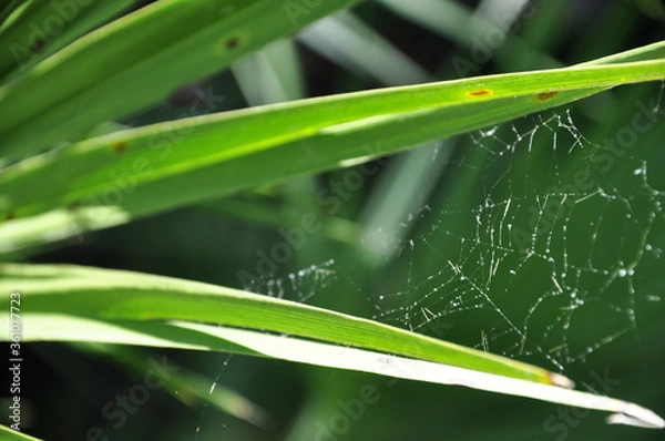 Obraz Close-up Cobweb on a Grass