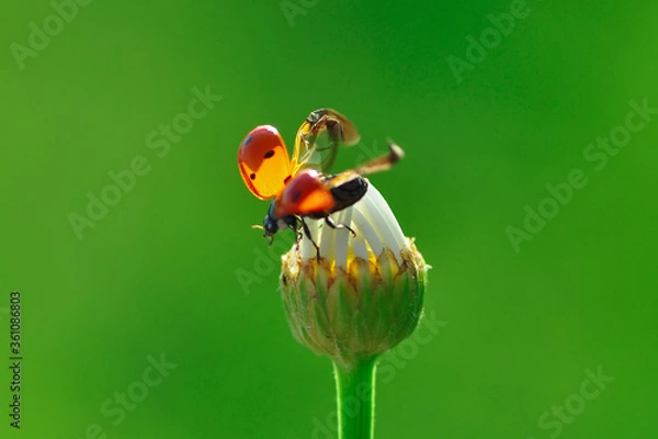 Fototapeta Beautiful ladybug on leaf defocused background