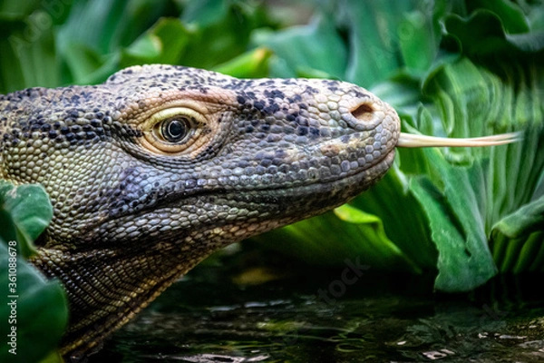 Fototapeta A closeup of a komodo dragon with its tongue extended