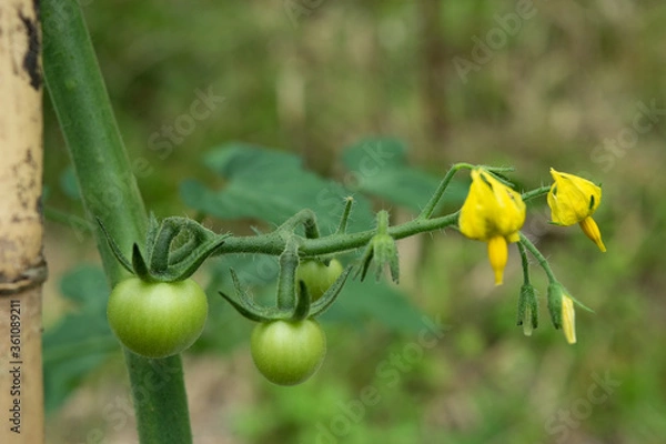 Obraz ミニトマトの花と若い実
