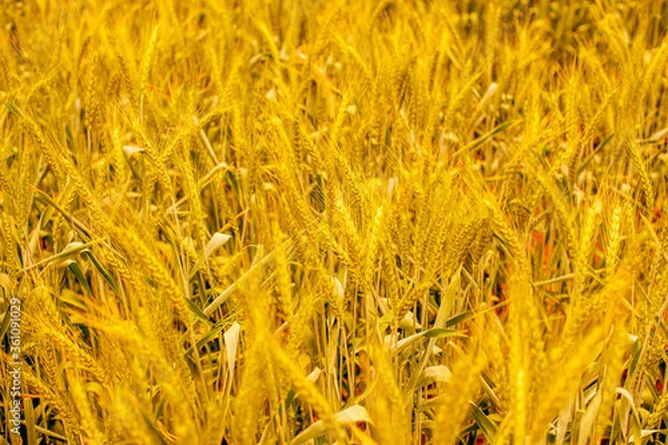 Obraz golden wheat field