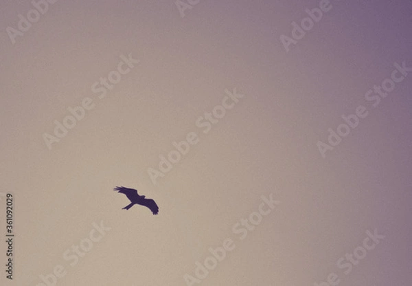 Obraz bird flying in the sky