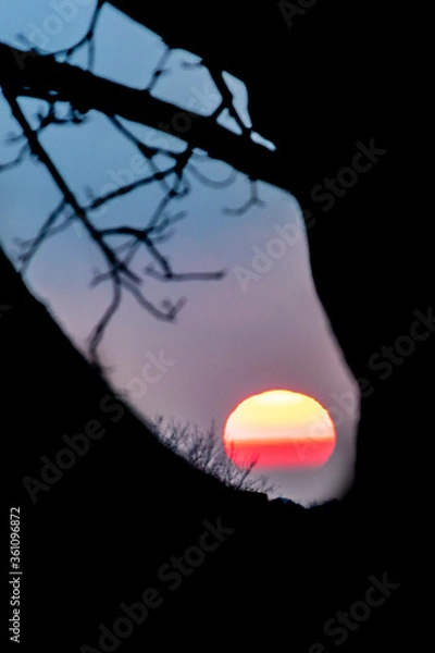 Fototapeta the sun setting between the branches of a tree