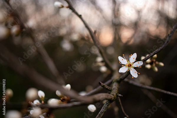 Obraz flower in the sun