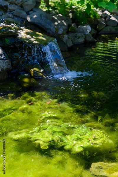 Fototapeta Green algae in a pond with a waterfall in the background.