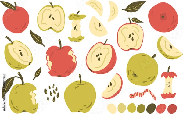Fototapeta Apple green and red, apple slice, half of apple, apple stub vector clipart set hand drawn childish flat style isolated on white background.