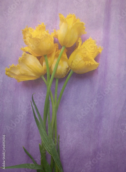 Fototapeta vintage postcard with yellow tulips