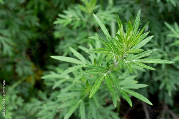 Obraz ヨモギの葉