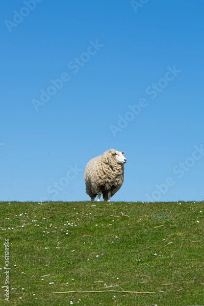 Obraz Schaf auf einem Deich