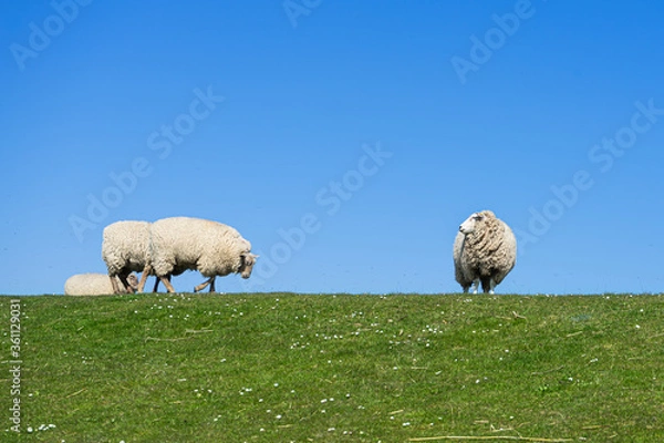 Obraz Schafe auf einem Deich