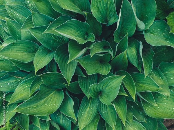 Fototapeta Natural green leaves background with drops of rain