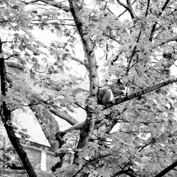 Obraz CHELTENHAM AREA LOCKDOWN 2020