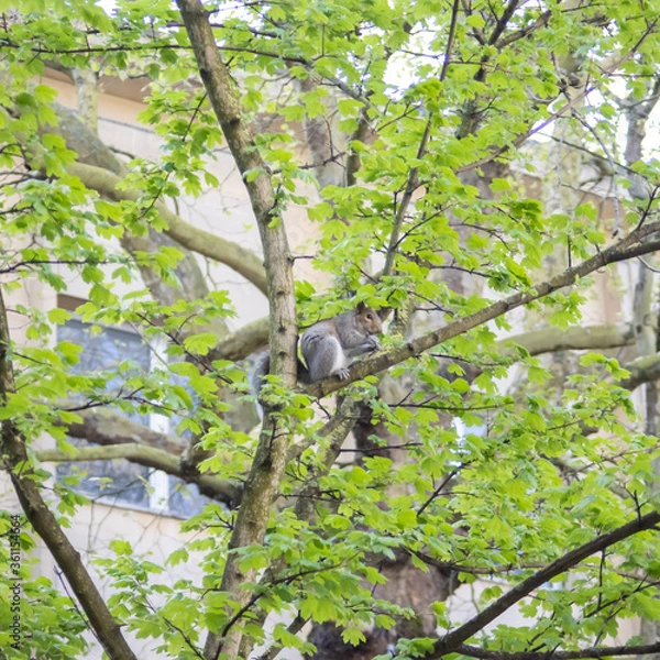 Obraz CHELTENHAM AREA LOCKDOWN 2020