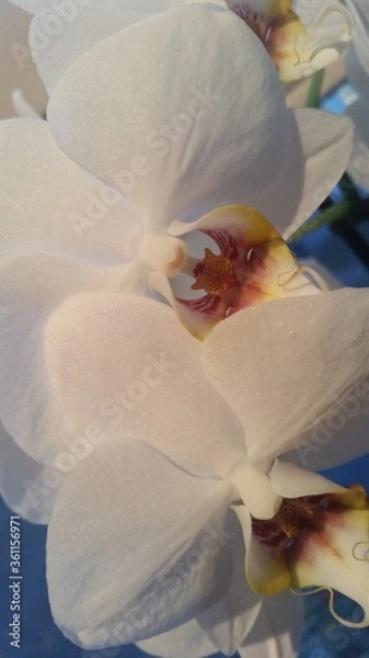 Fototapeta Orhidee Weis 
