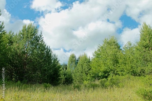Fototapeta landscape with trees and sky