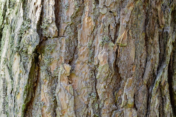 Fototapeta tree bark texture