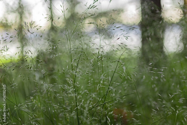 Fototapeta morning dew on the grass