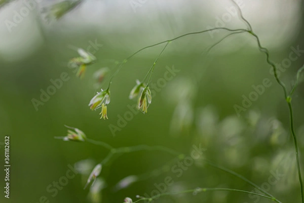 Fototapeta grass in the morning