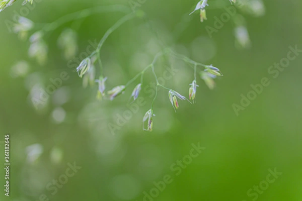 Fototapeta green grass in the morning