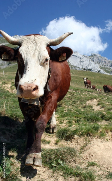 Obraz Vache en alpage