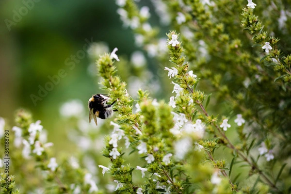 Fototapeta bee on a flower