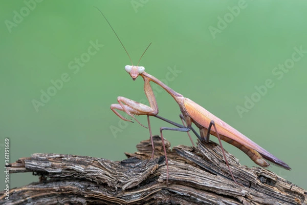 Obraz a praying mantis - Hierodula membranacea