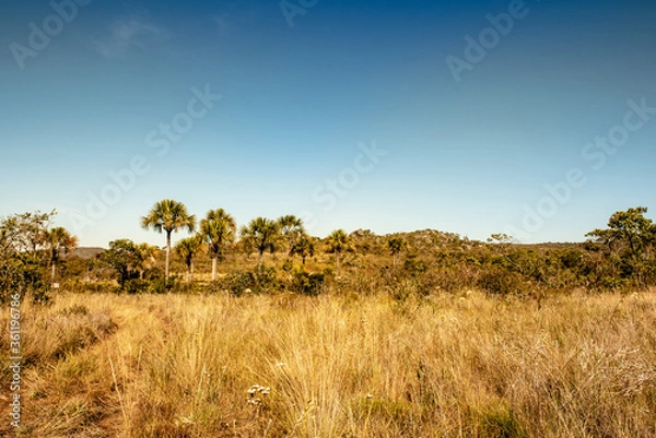 Fototapeta tree in the desert