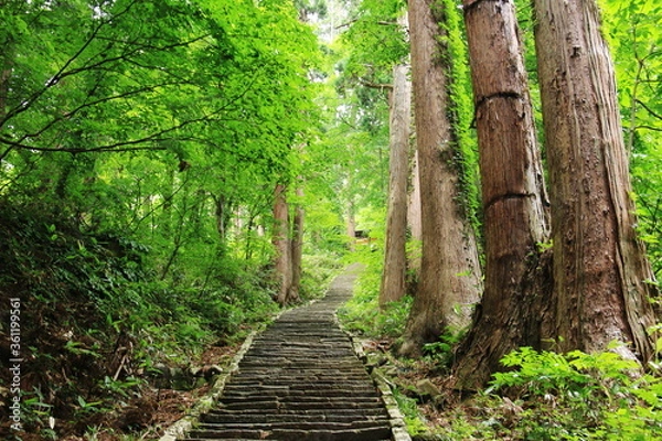 Fototapeta 山形　出羽三山の初夏　羽黒山の杉並木の参道　
