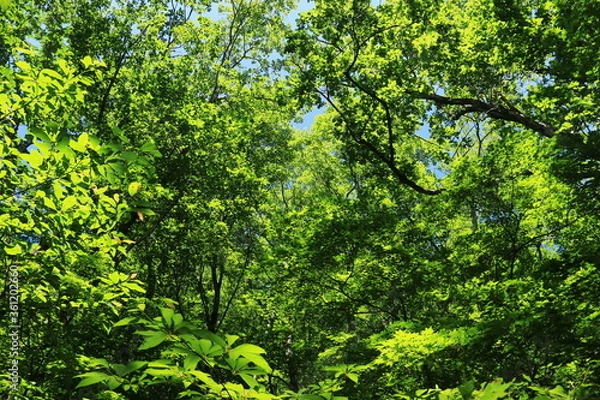 Fototapeta 山形　初夏の鳥海山　二ノ滝トレッキング　眩しい新緑