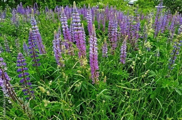 Fototapeta purple lupins in a field at at sunny bright day. selective focus