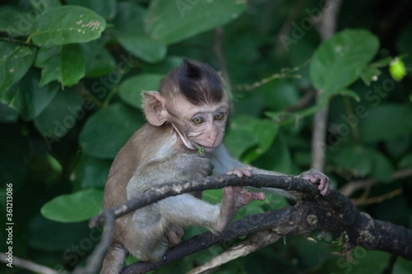 Fototapeta 可愛いサル