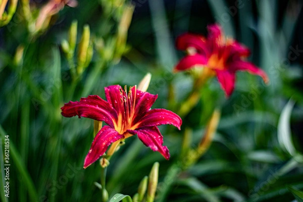 Fototapeta red pink yellow lily macro