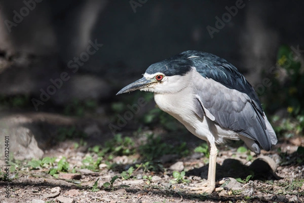 Obraz grey heron close-up