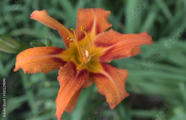 Obraz ヤブカンゾウ