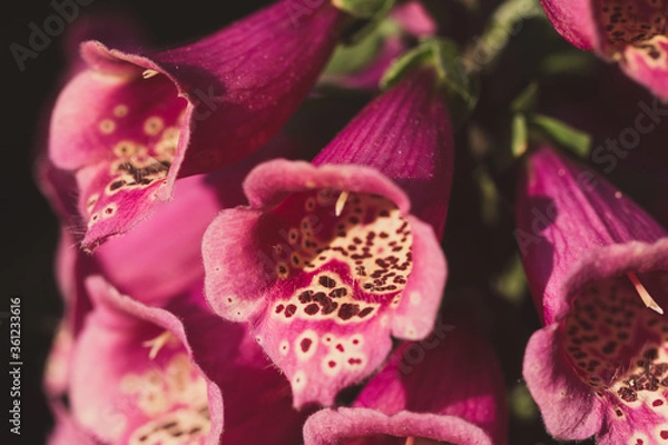 Obraz foxglove flower macro