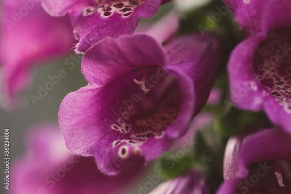 Obraz foxglove flower macro