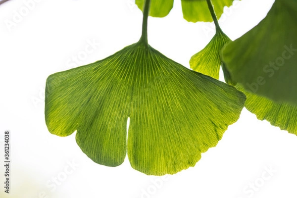 Obraz Ginkgo leaf close up