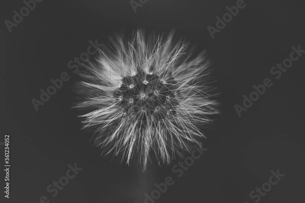 Obraz seed head in black & white
