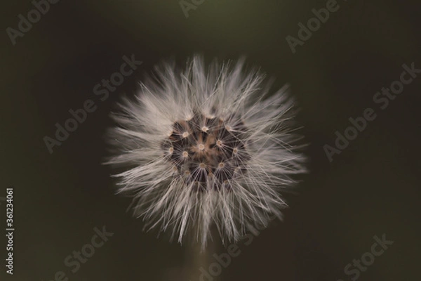 Obraz  seed head macro