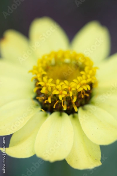 Obraz yellow zinnia flower macro