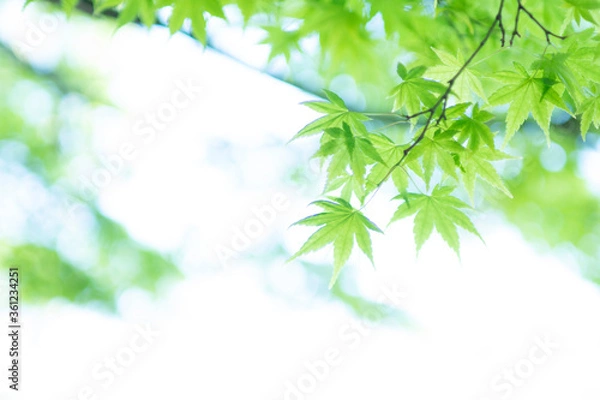 Fototapeta 新緑のもみじ