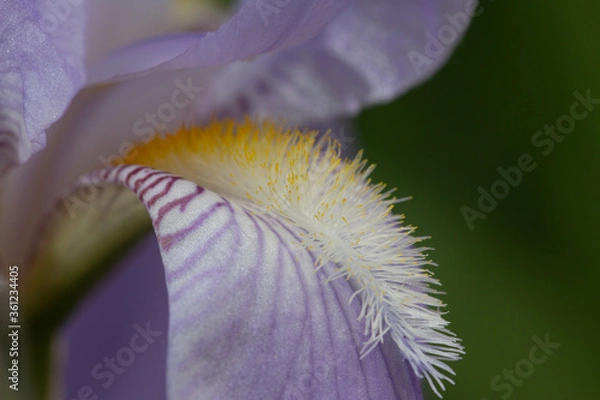 Obraz Macro of iris beard