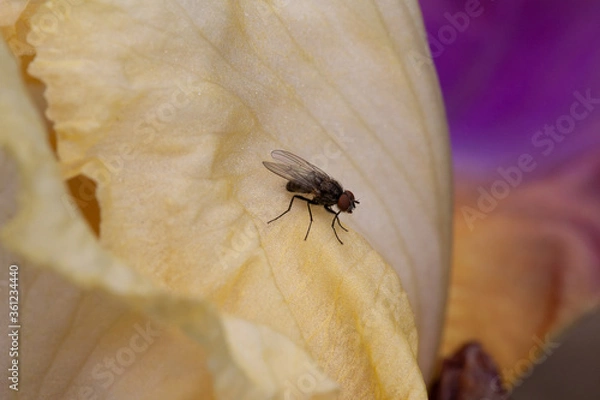 Obraz Fly on an iris
