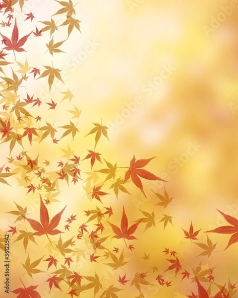 Fototapeta 紅葉イメージ