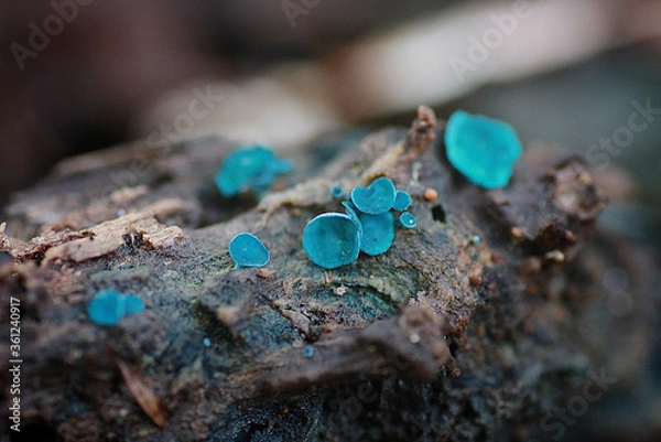 Obraz ターコイズ色の菌類