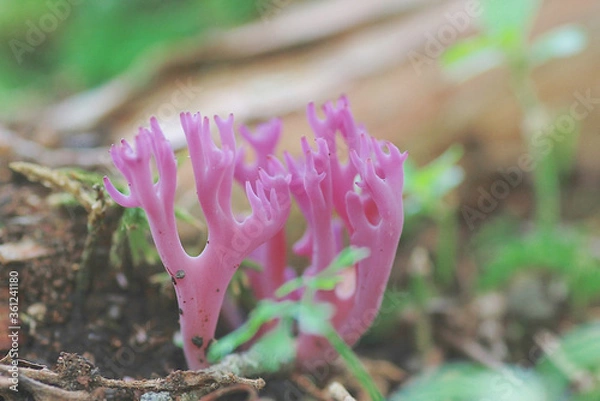 Obraz 森のサンゴ