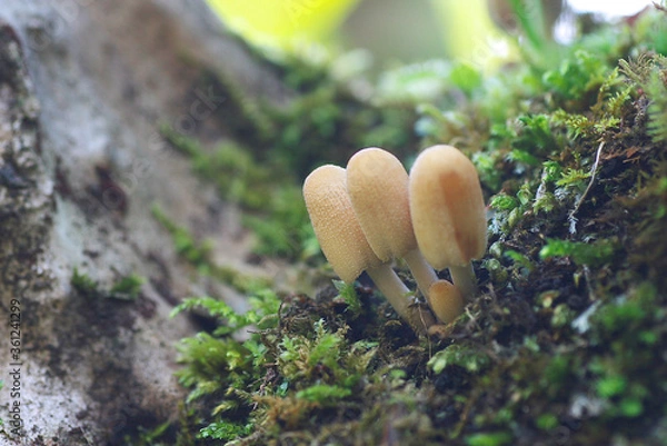 Obraz コキララダケ