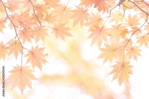 Fototapeta 楓の紅葉